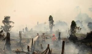 Bencana Karhutla di Kalimantan, Api Gambut dan Kabut Asap yang Mengancam