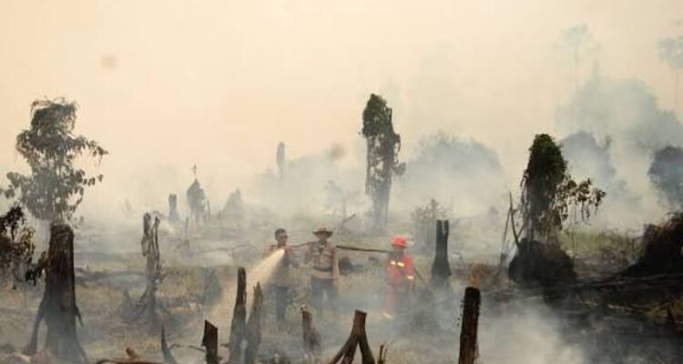 Bencana Karhutla di Kalimantan, Api Gambut dan Kabut Asap yang Mengancam